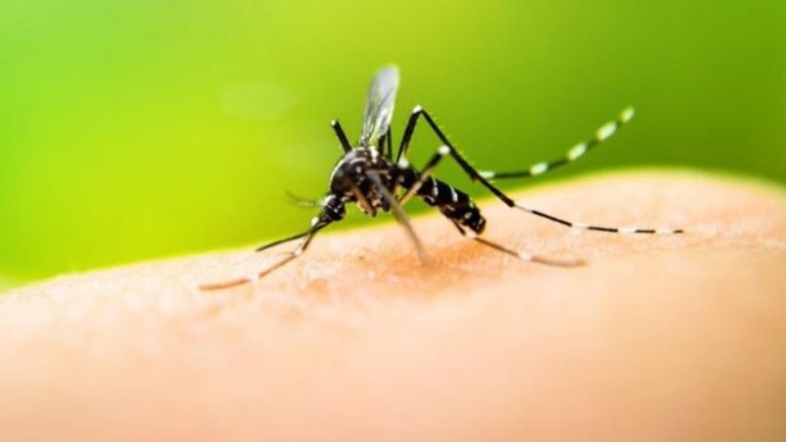 Evitar la propagación de focos: la mejor forma de previnir el dengue